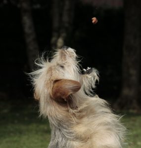 Dog Cuisine Masterclass - Slaneyside Kennels