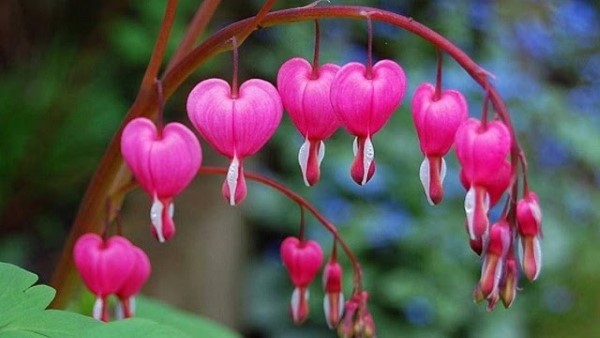 Ý nghĩa của biểu tượng giấc mơ Hoa