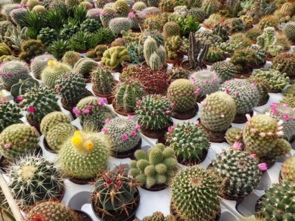 Nằm mơ thấy cây xương rồng