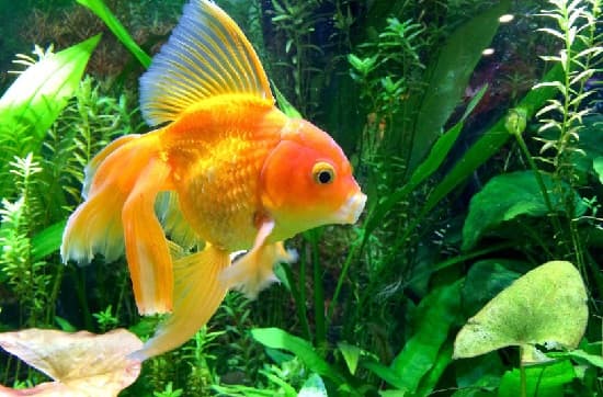 Ý nghĩa của biểu tượng giấc mơ Cá