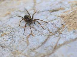 Có Ý Nghĩa Gì Khi Bạn Mơ Về Nhện?