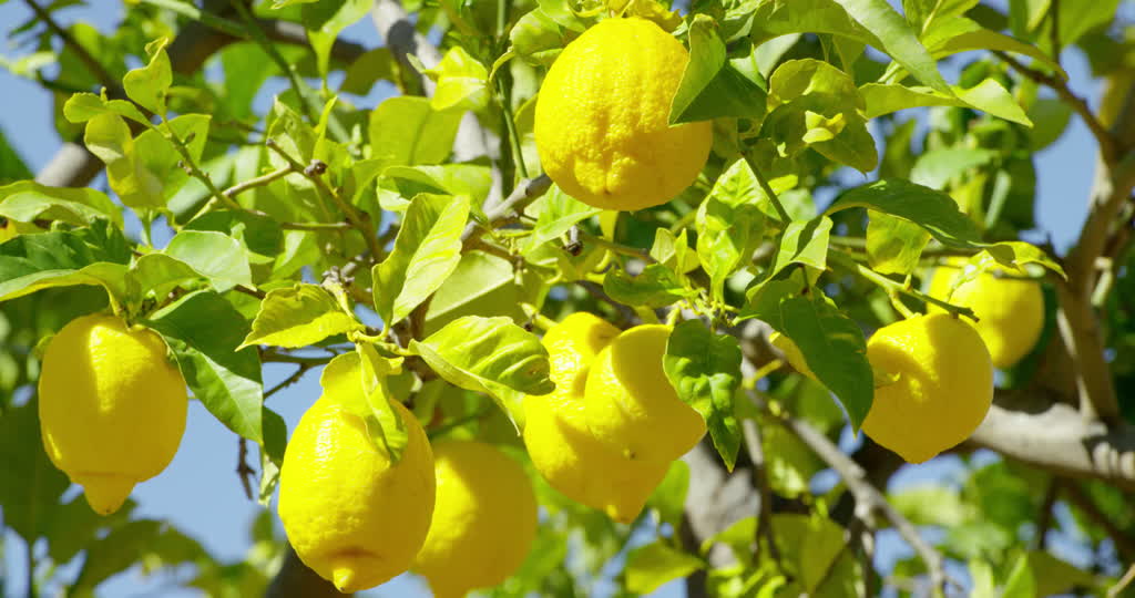 Giấc mơ thấy quả chanh có ý nghĩa gì?