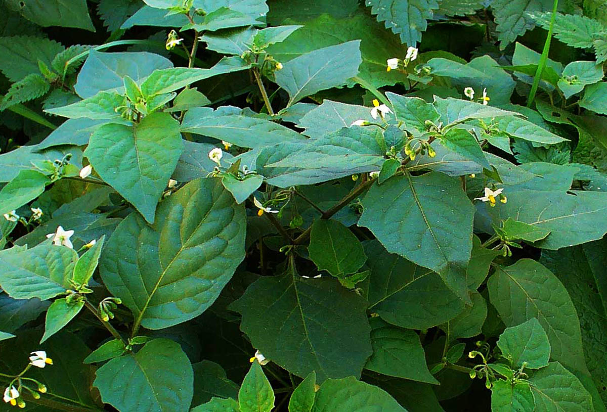 GROWING GROUNDNUTS AT HOME | ABONO BIOTECH