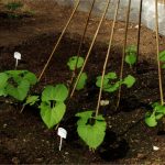 Everything You Need To Know About Mulching For Landscaping