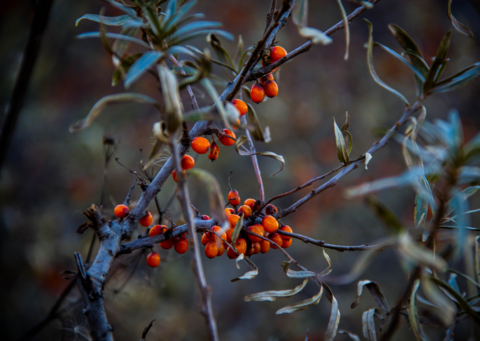Benefits Of Himalayan Sea Buckthorn Oil