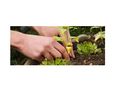 Tree Surgeons Dagenham