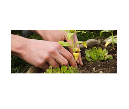 Tree Surgeons Dagenham