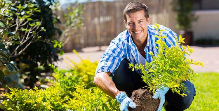 Tree surgeons Enfield