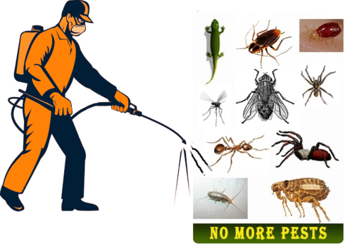 Make Safe Environment throughout Pest Control Solution