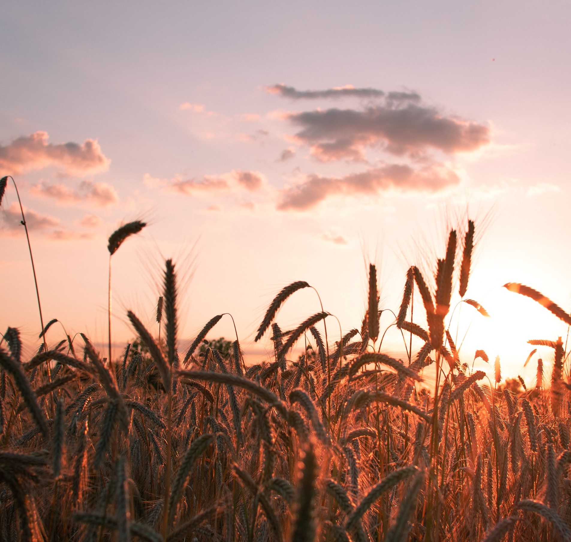 Read History of organic farming | Agrrro