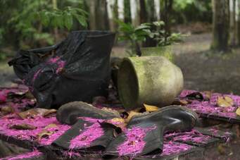Best Ayahuasca Retreat