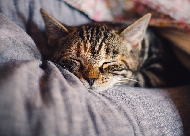 How to Tame Your Cat: A Short Review about Curb the Cat