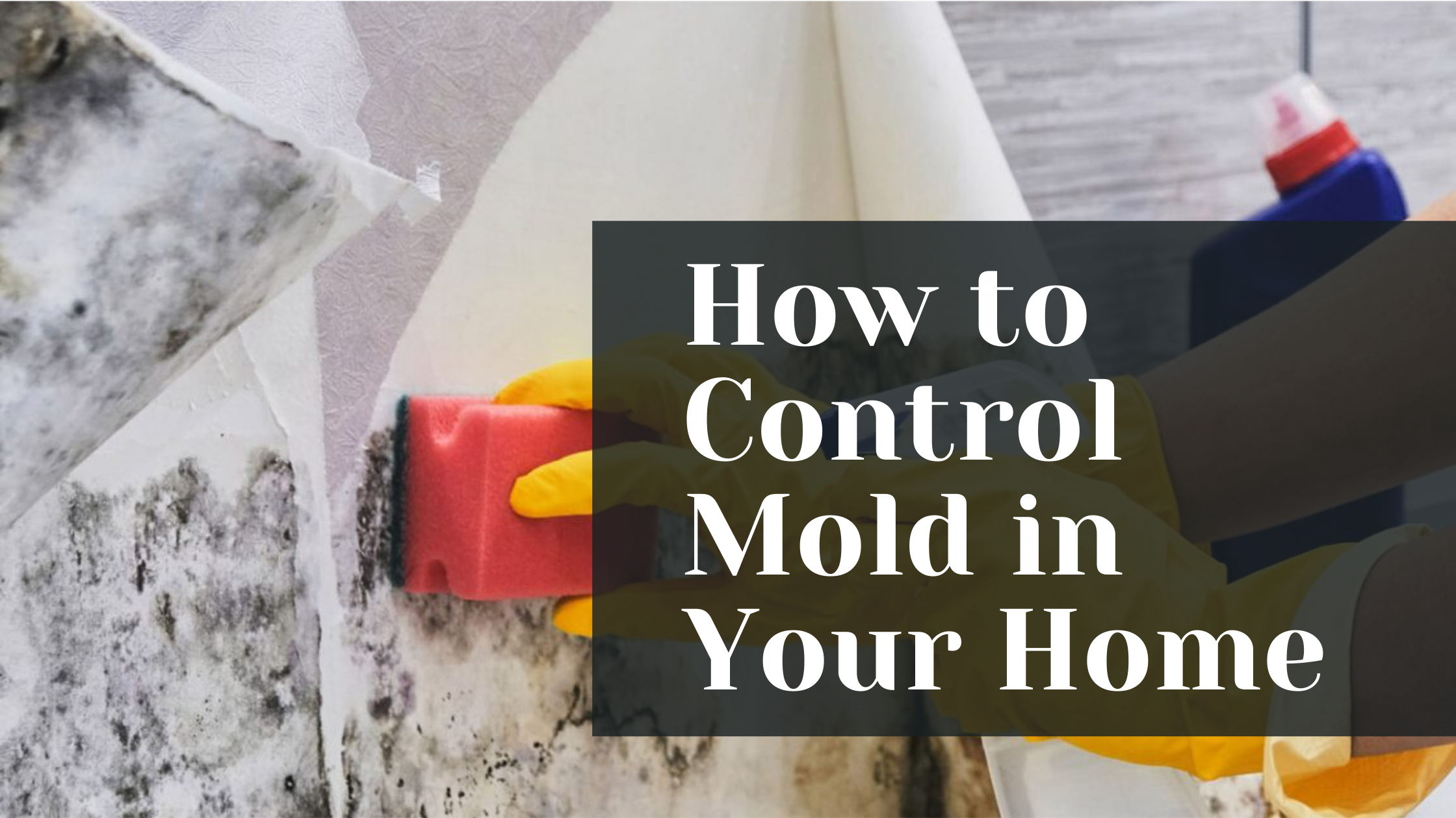How to Control Mold in Your Home