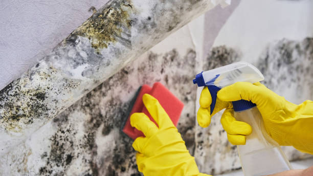Services Of Mold Removal Stockton