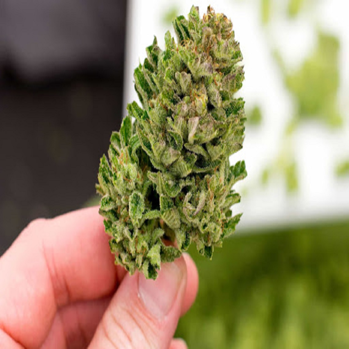 Looking to Buy Weed Online
