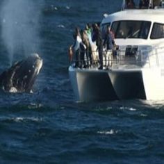 Cape Town Big 5 Safari Tour