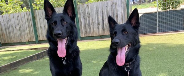 Covid-19 Detector Dogs - Is There Anything They Can’t Do?