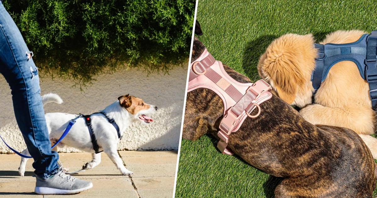 10 Best Dog Harness Brands