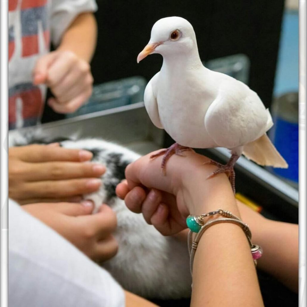 Kids Party Entertainment Hire