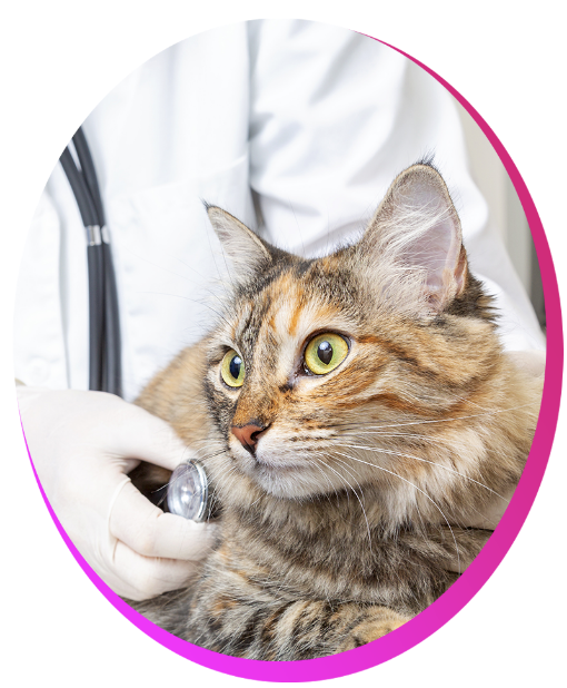 How to Decide Which Kamloops Veterinarians Hospital is the Best?