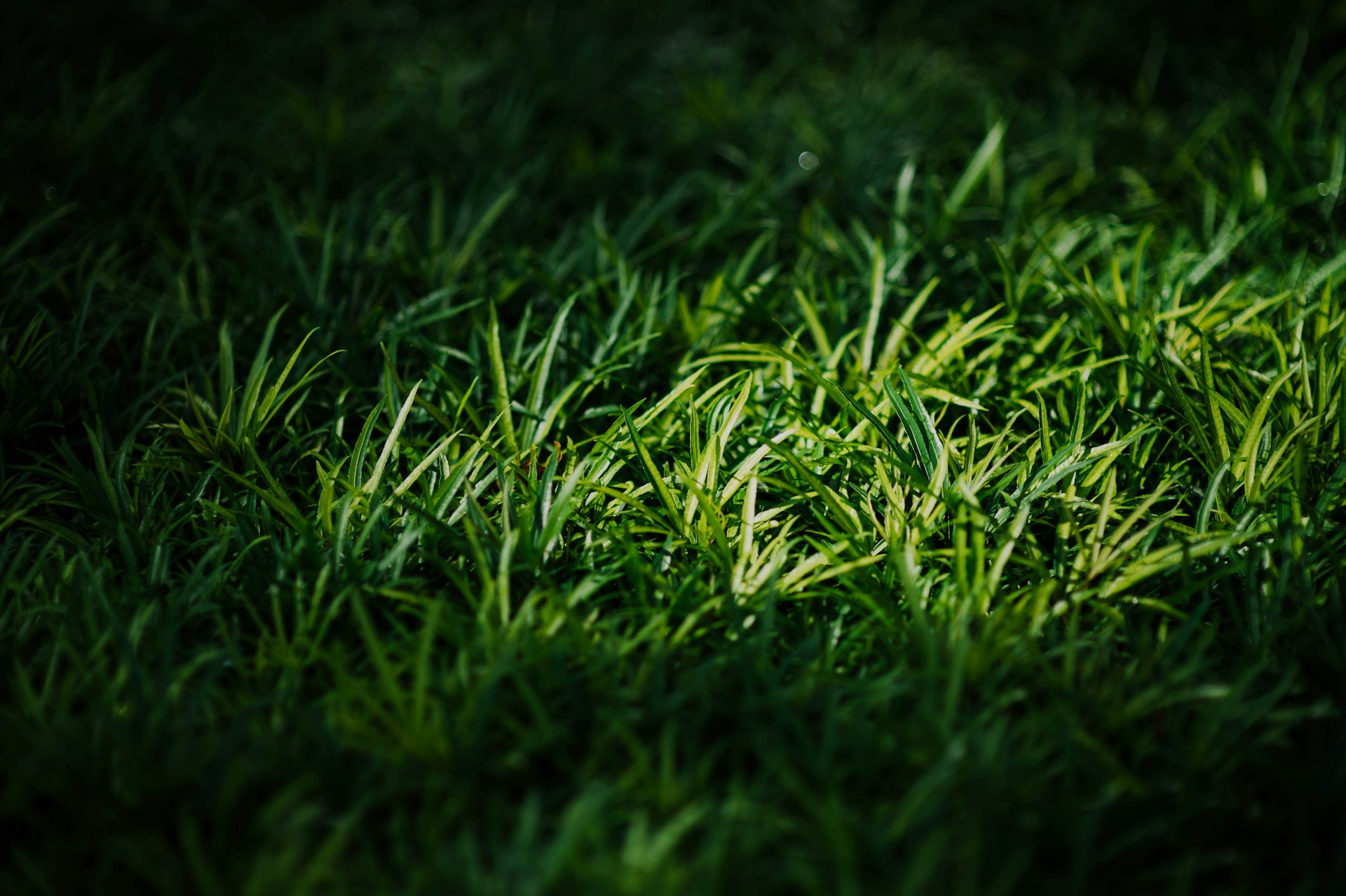 Maximising Your Outdoor Space: The Benefits of Turf Installation