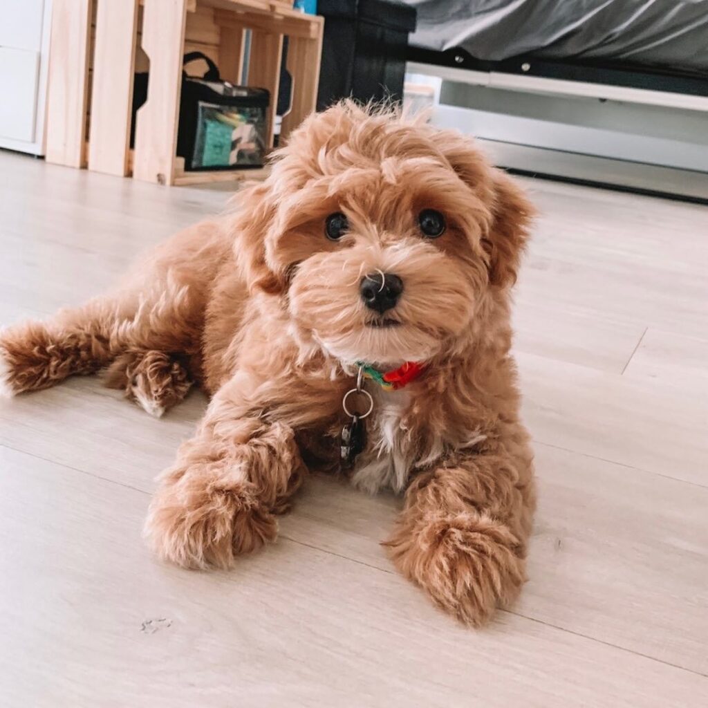 Maltipoo Puppies for Sale Near Me