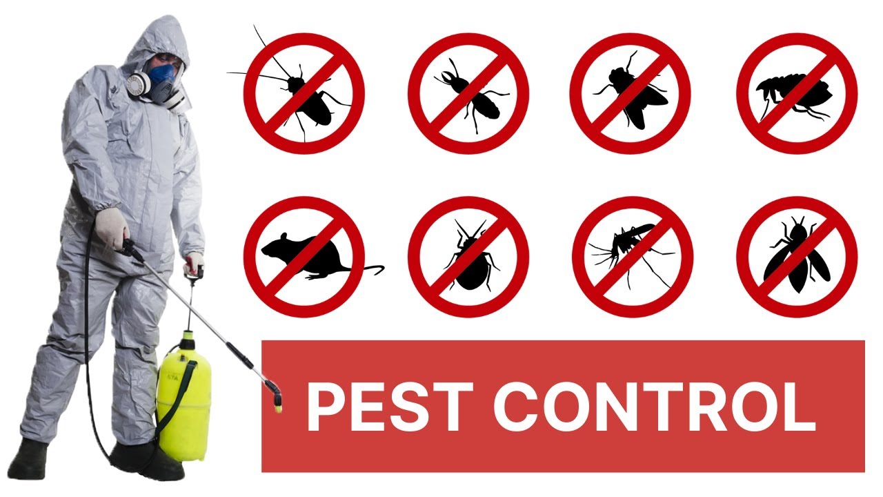 Affordable Pest Control Contractor serving Strathfield, New South Wales