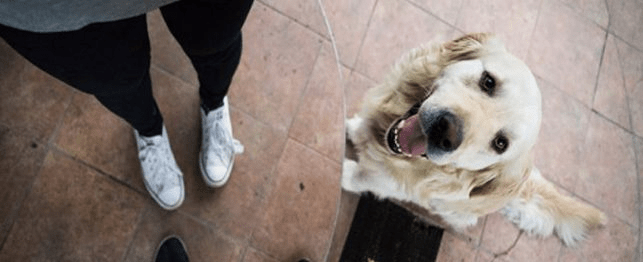 Top 4 Common Myths about Service and ESA Dog