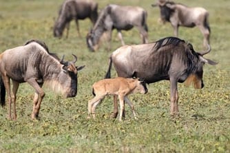 Searching For The Great Migration Safari