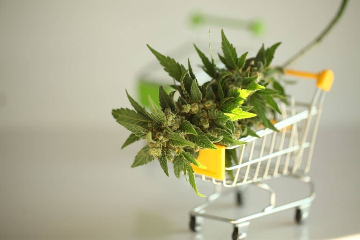 Medical Marijuana Card