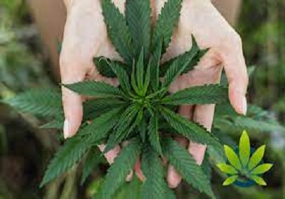 Buy The Best Cannabis Flowers Online In California