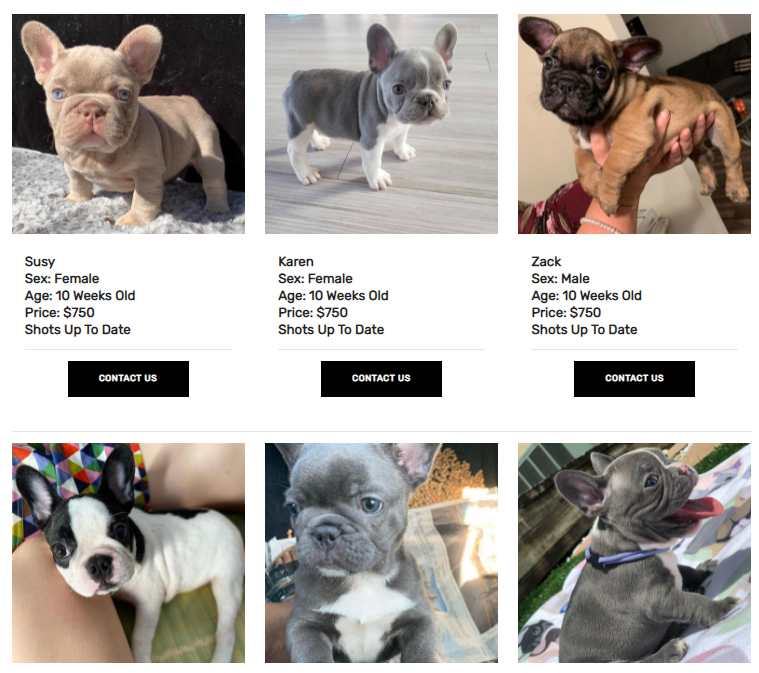 Miniature blue french bulldog for sale