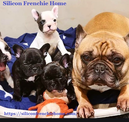 Merle female French bulldog for sale