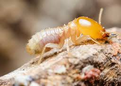 What Are The Most Effective Termite Control Methods?