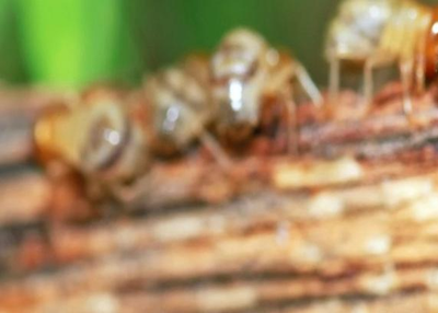 M&R Termite Solutions