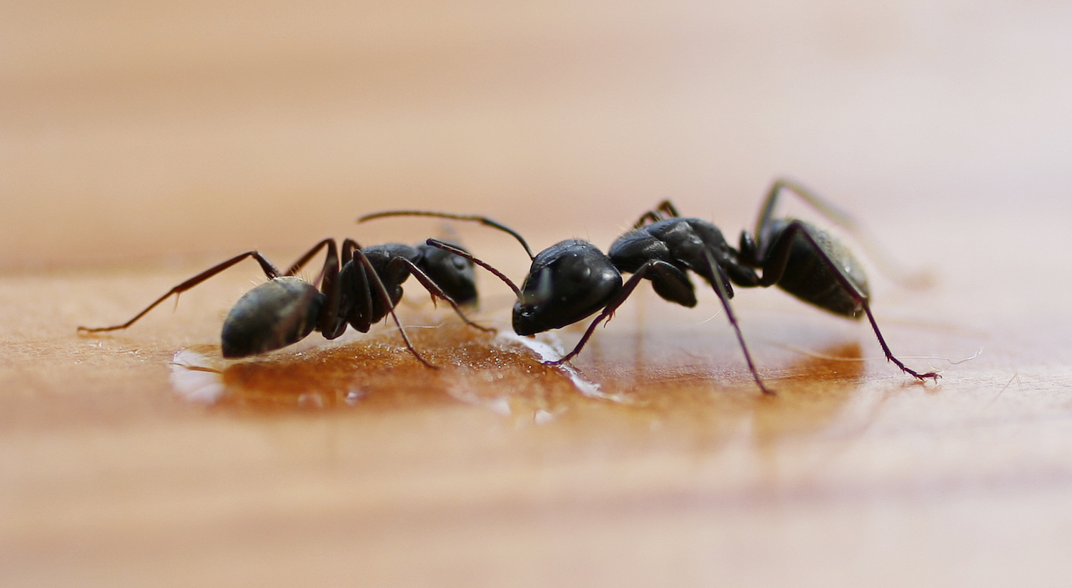 Recommended Treatment Methods for Termite Control & Prevention