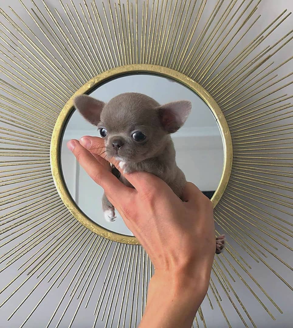 WELCOME TO T-CUP CHIHUAHUA PUPPIES HOME | chihuahua puppies for sale