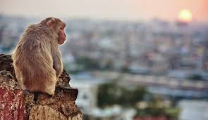 On Cute Monkeys and Repulsive Monsters |Monkey Monster