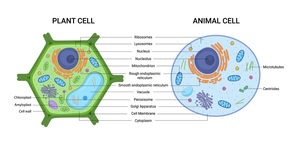 Navigating the Landscape of Cellular Metabolism