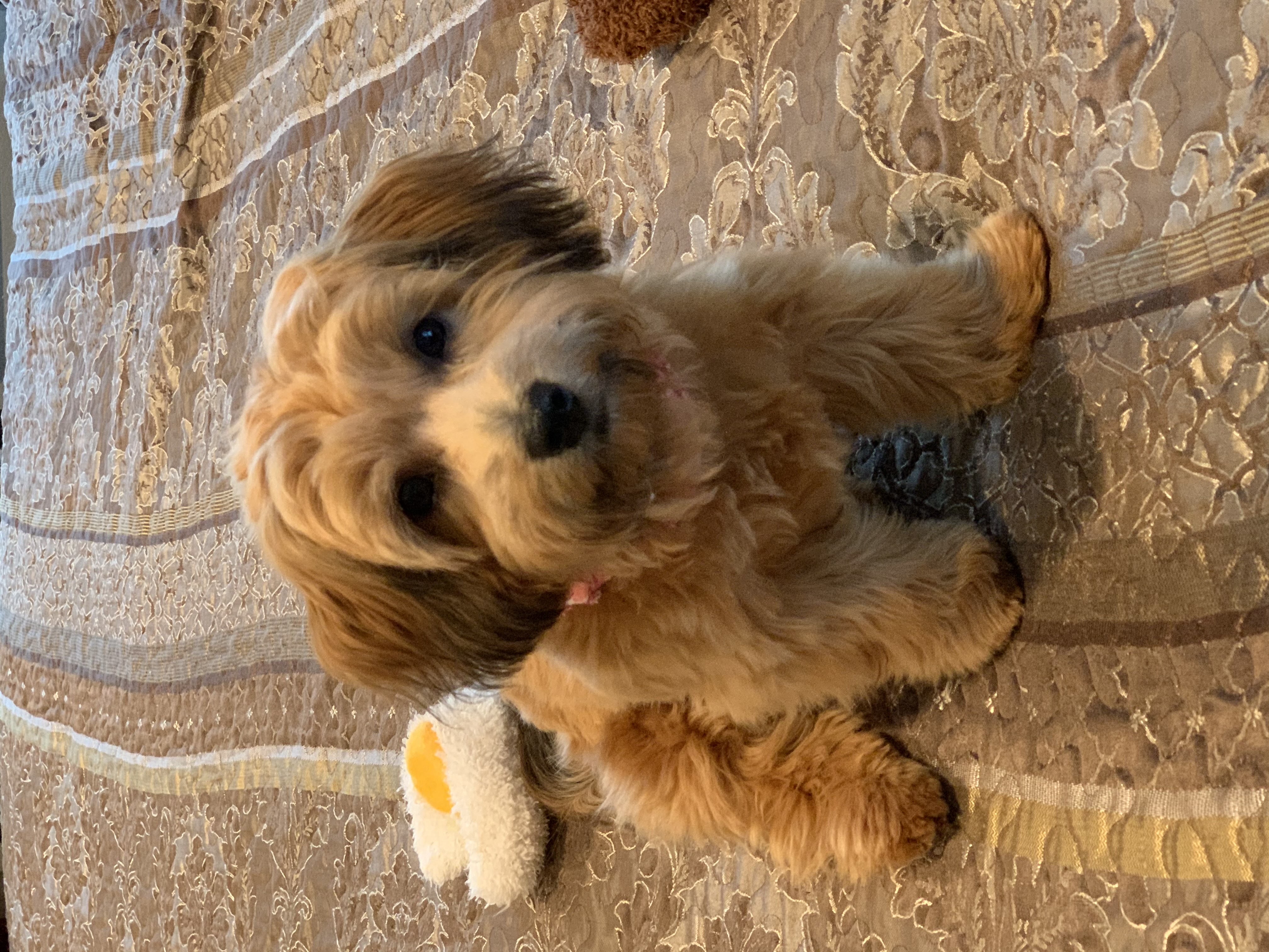 Find The Best Havanese Puppies In The State Of Texas