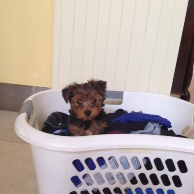 Yorkie Puppies For Adoption