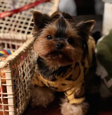 Yorkie Puppies For Adoption