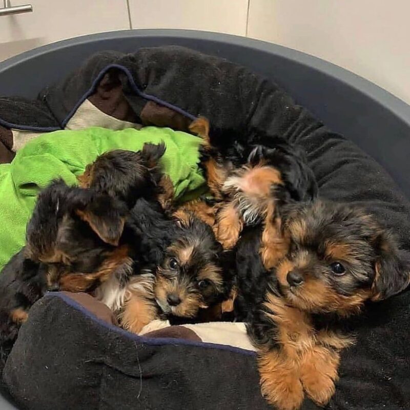Yorkie Puppies Miami