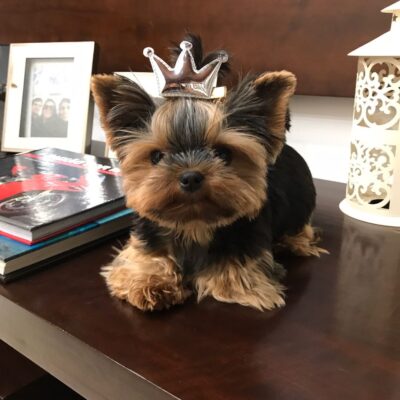 Yorkie Puppies For Sale