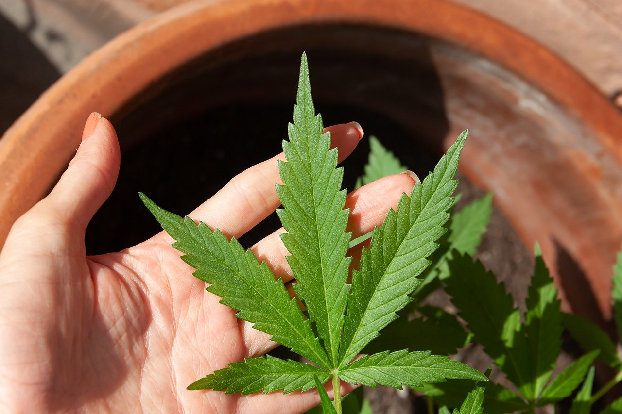 Buy marijuana online