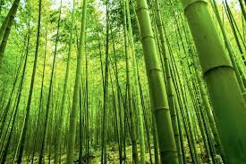 Bamboo Raw Material Market Size, Status, Growth | Industry Analysis Report 2020-2027