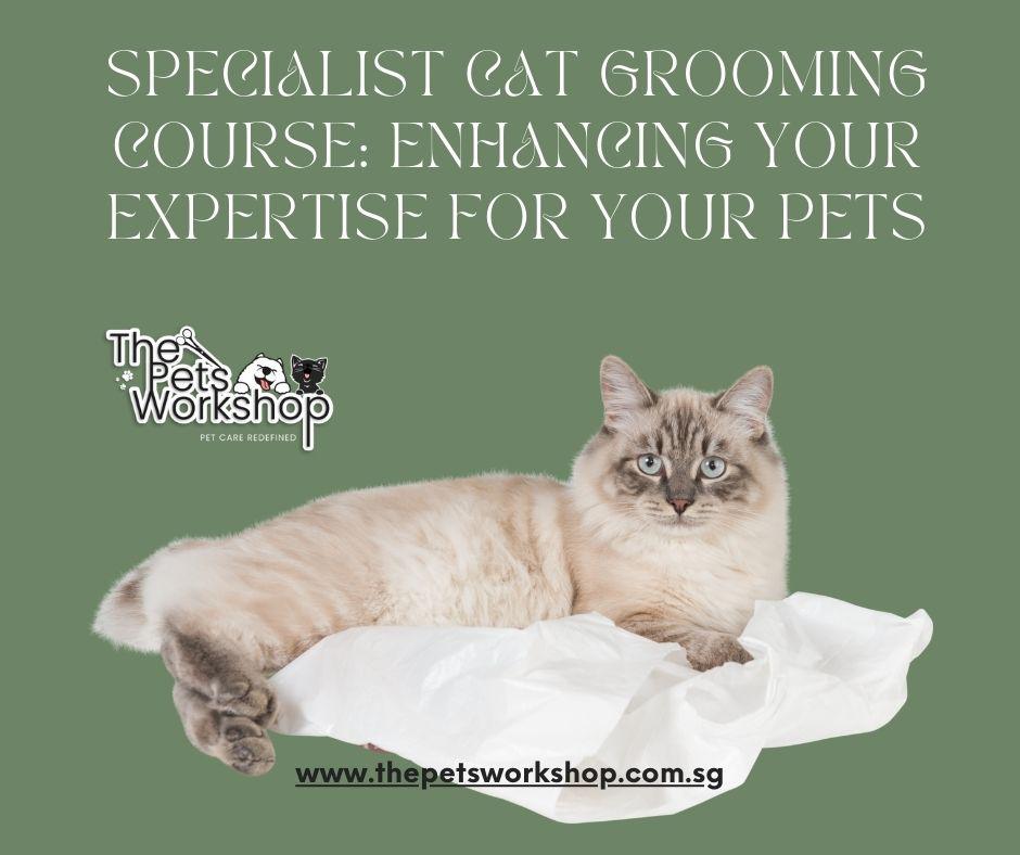 Specialist Cat Grooming Course: Enhancing Your Expertise for Your Pets