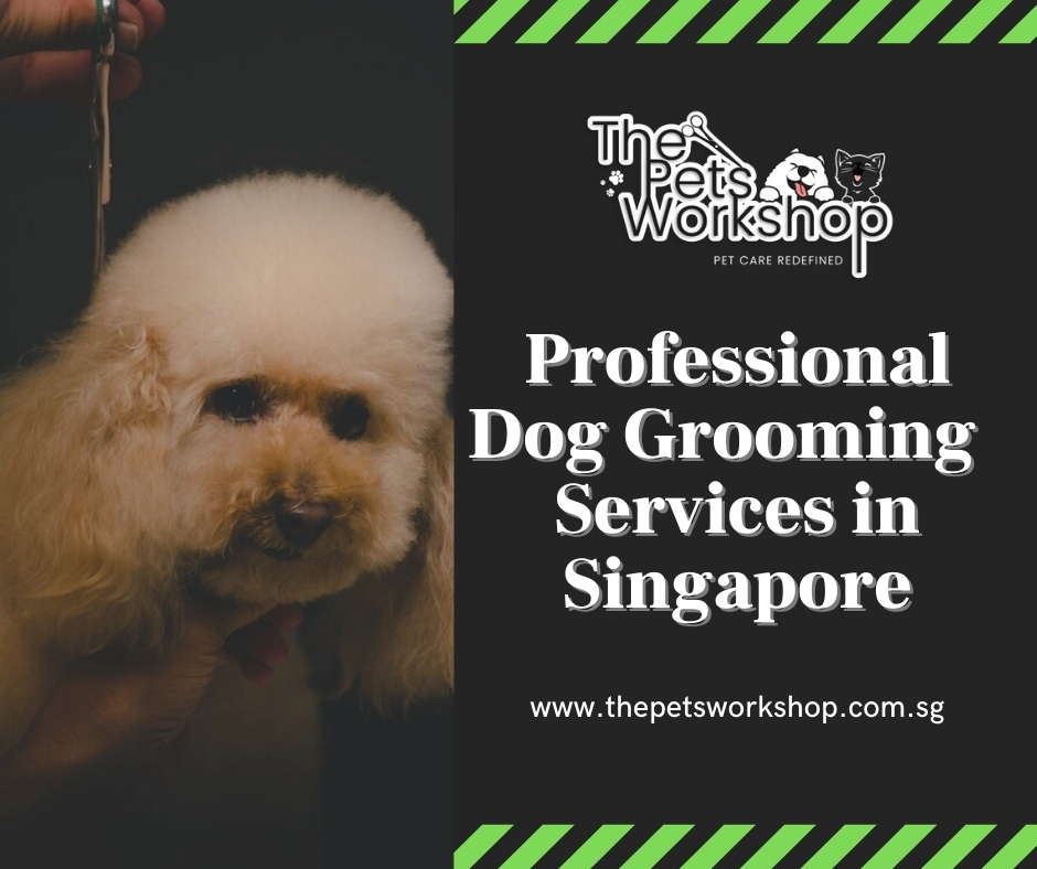 Dog Grooming Singapore