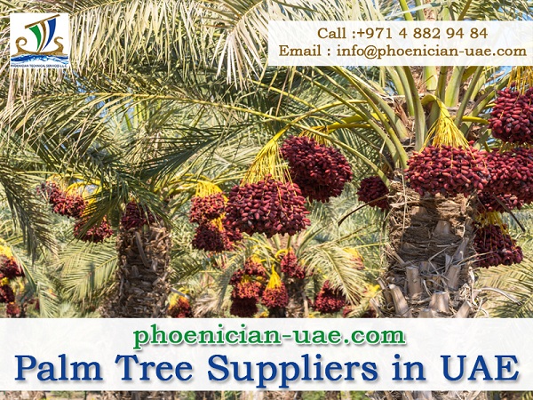 Palm tree sale in Dubai