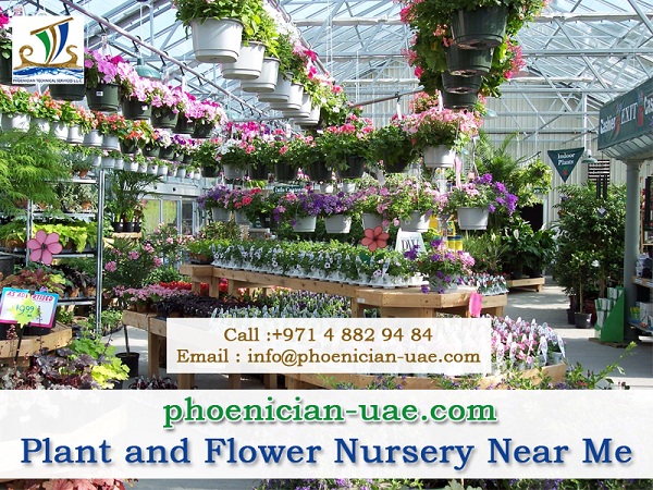 palm tree suppliers in UAE